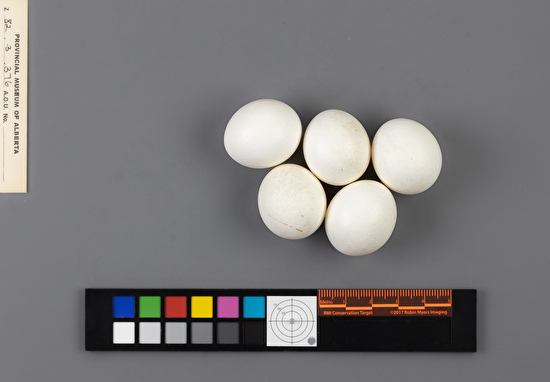 Aegolius funereus clutch