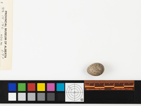 Anthus rubescens single egg