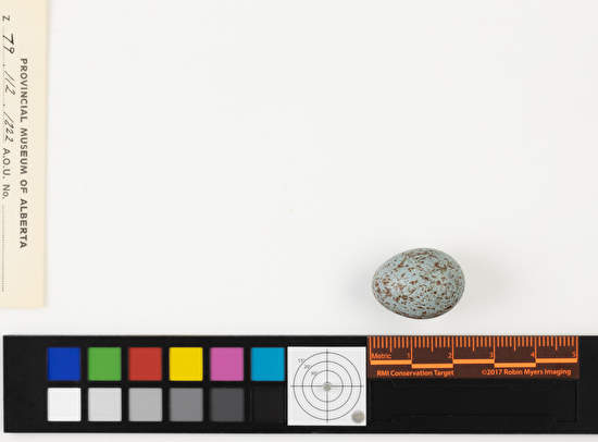 Piranga olivacea single egg