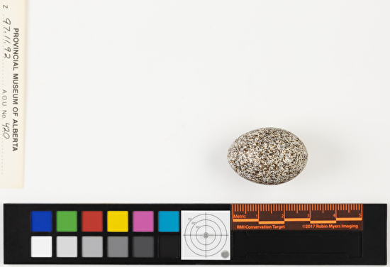 Chordeiles minor single egg