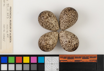 Calidris bairdii clutch