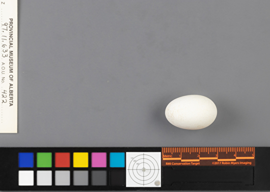 Cypseloides niger single egg