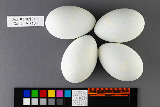 Nannopterum auritum clutch