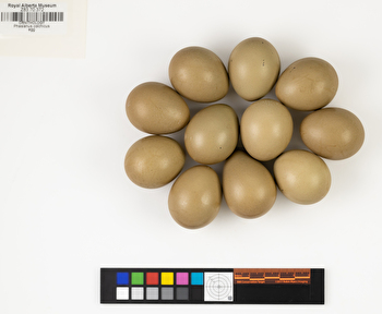 Phasianus colchicus clutch