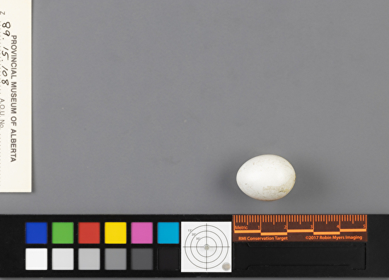 Sphyrapicus varius single egg