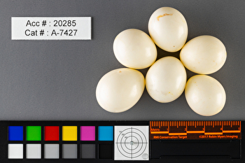 Colaptes auratus  clutch