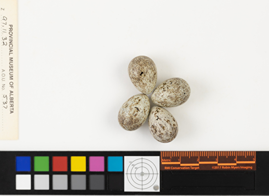 Calcarius pictus clutch