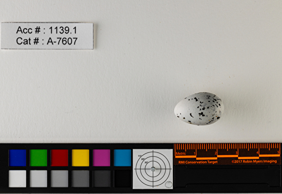 Bombycilla cedrorum  single egg