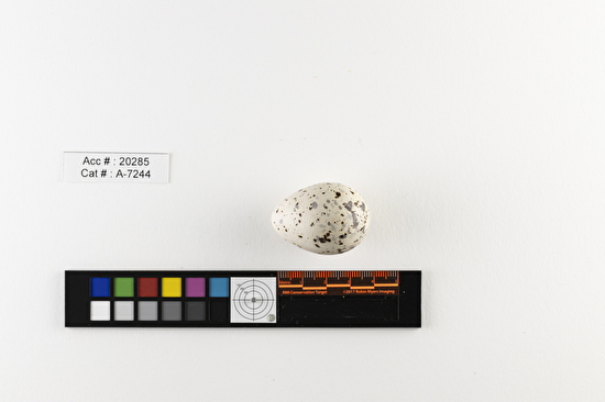 Bartramia longicauda  single egg