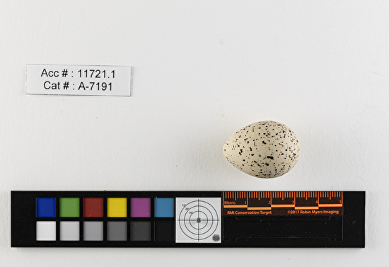 Charadrius melodus  single egg