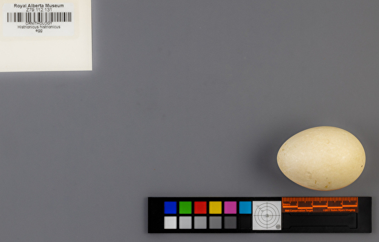 Histrionicus histrionicus single egg