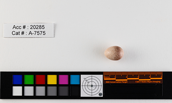 Troglodytes aedon  single egg