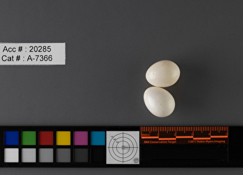 Dryobates pubescens  clutch