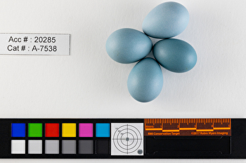 Turdus migratorius  clutch