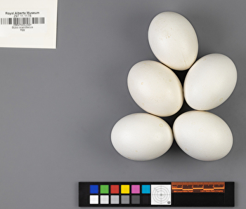 Bubo scandiacus clutch