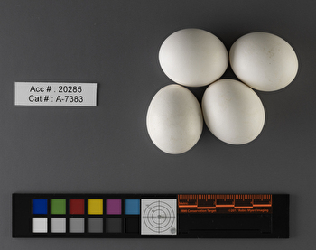 Asio flammeus  clutch