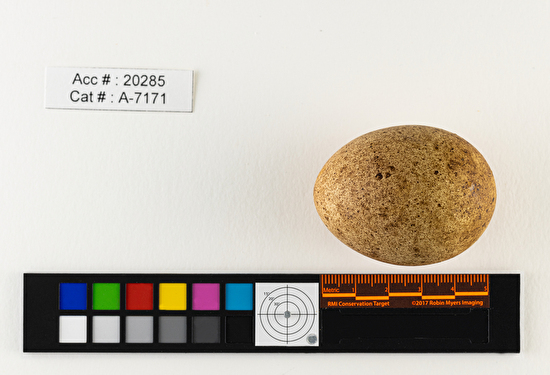 Falco mexicanus  single egg