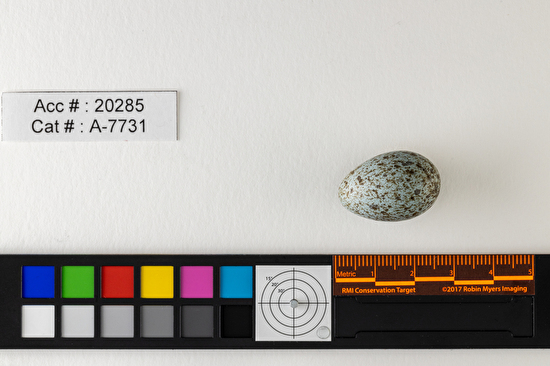 Pheucticus ludovicianus  single egg