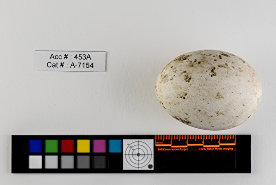 Buteo regalis  single egg