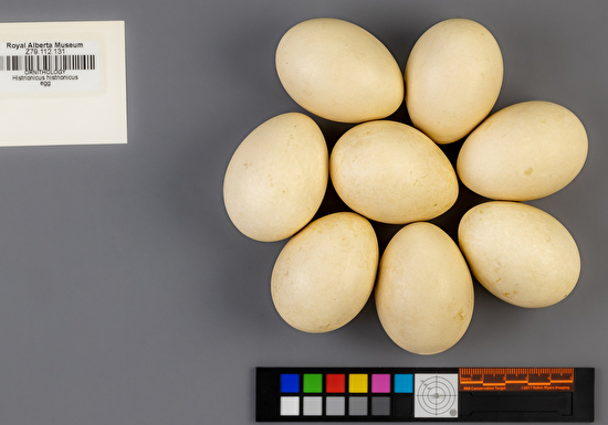 Histrionicus histrionicus clutch