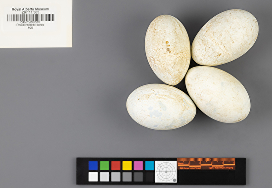 Phalacrocorax carbo clutch