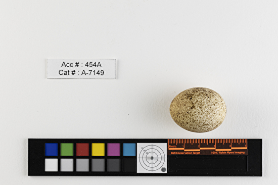 Falco sparverius  single egg