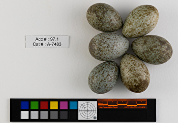 Corvus brachyrhynchos  clutch