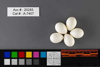 Sayornis phoebe  clutch