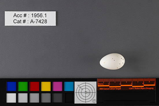 Vireo olivaceus  single egg