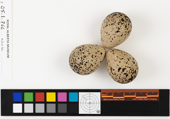 Charadrius hiaticula clutch