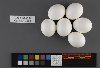 Athene cunicularia  clutch