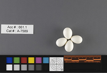 Cistothorus stellaris clutch