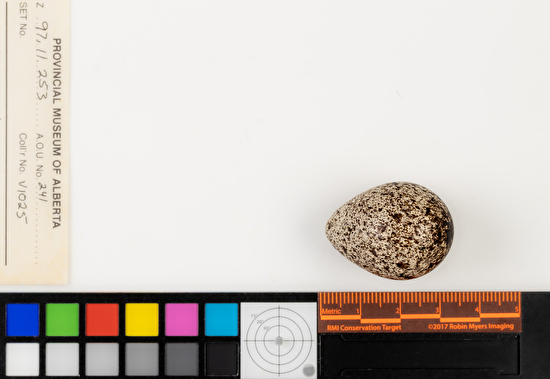 Calidris bairdii single egg