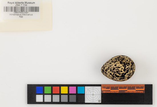 Himantopus mexicanus single egg