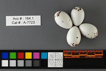 Agelaius phoeniceus  clutch