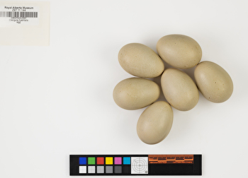 Clangula hyemalis clutch