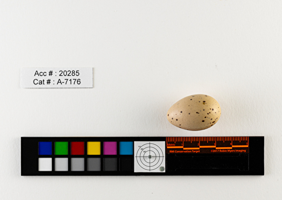 Porzana carolina  single egg