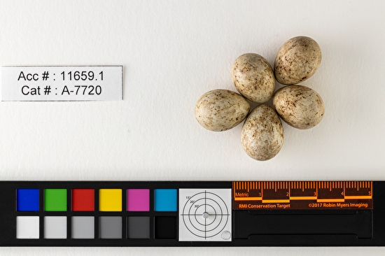 Rhynchophanes mccownii  clutch