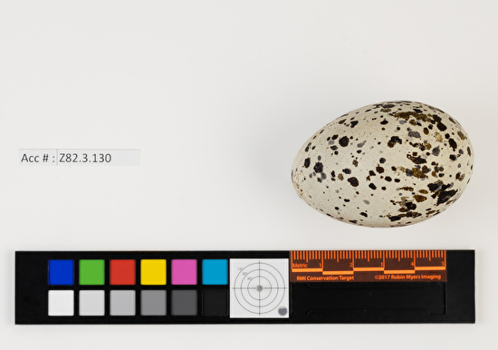 Cepphus grylle single egg