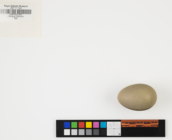 Clangula hyemalis single egg