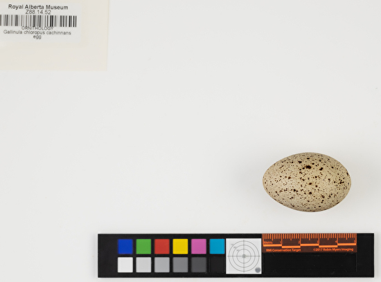 Gallinula galeata single egg