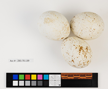 Buteo swainsoni clutch