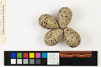 Charadrius semipalmatus clutch