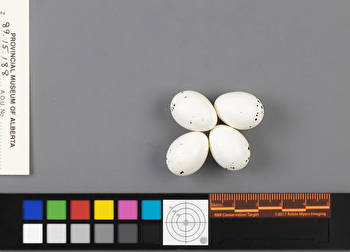 Vireo philadelphicus clutch