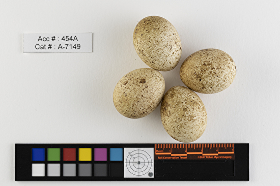 Falco sparverius  clutch