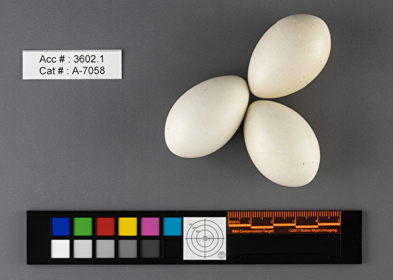 Podiceps auritus  clutch