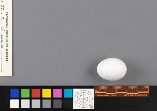 Zenaida macroura single egg