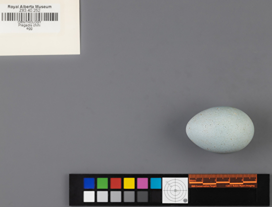 Plegadis chihi single egg