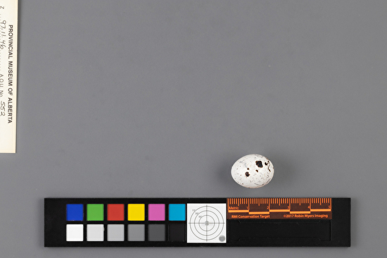 Chondestes grammacus single egg