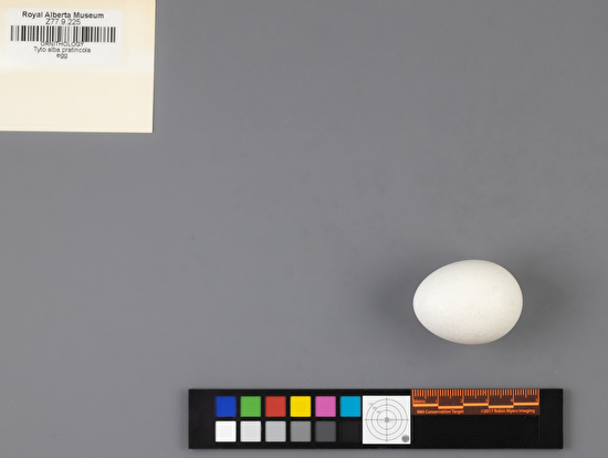 Tyto alba single egg